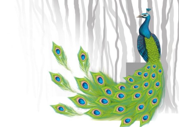 Павлин рисунок