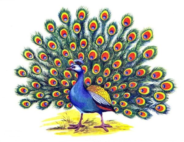 Павлин для детей