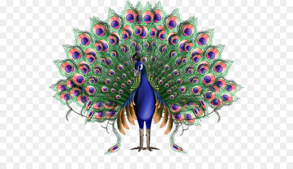 Павлин для детей