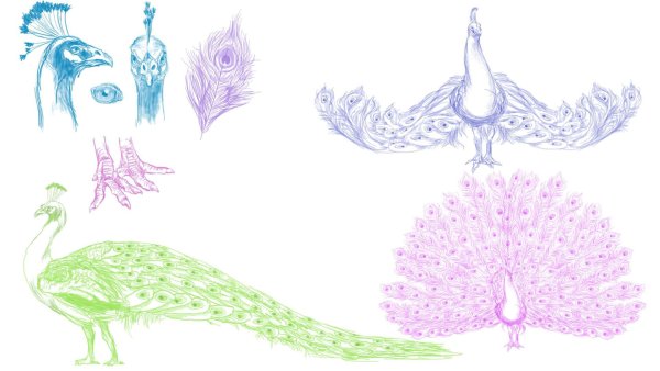 Павлин анатомия