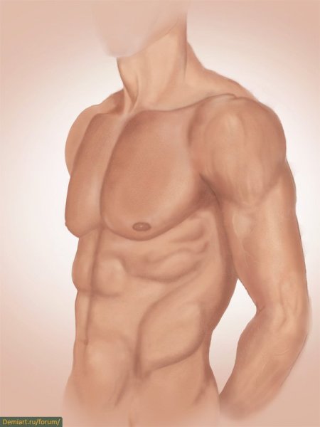 Торс человека сбоку