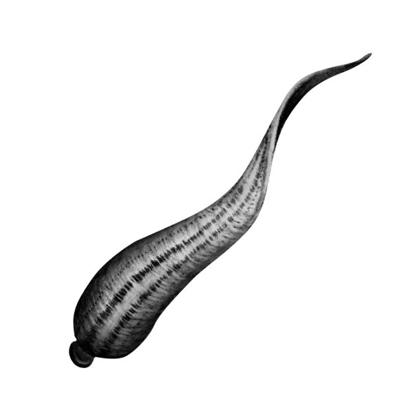 Медицинская пиявка Hirudo medicinalis