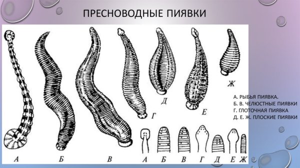 Большая Ложноконская пиявка строение