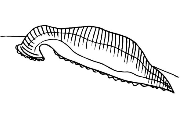 Червь раскраска
