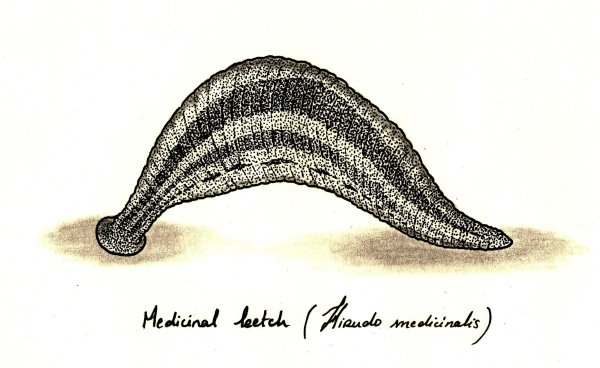 Пиявка нарисованная