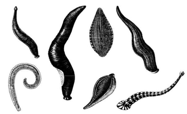 Восточная пиявка Hirudo medicinalis orientalis