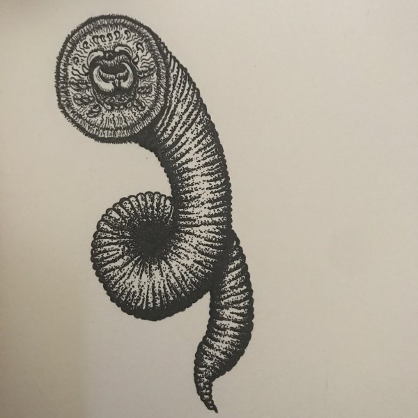 Пиявка нарисованная