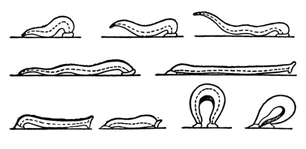 Пиявка раскраска