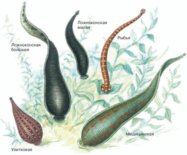 Малая Ложноконская пиявка