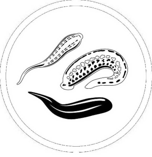 Гирудотерапия иконка