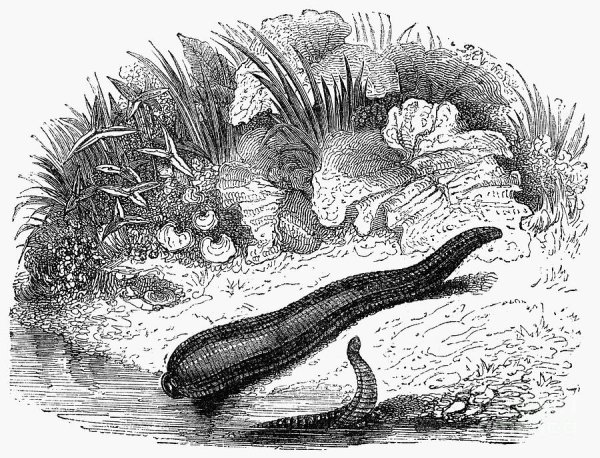 Пиявка иллюстрация