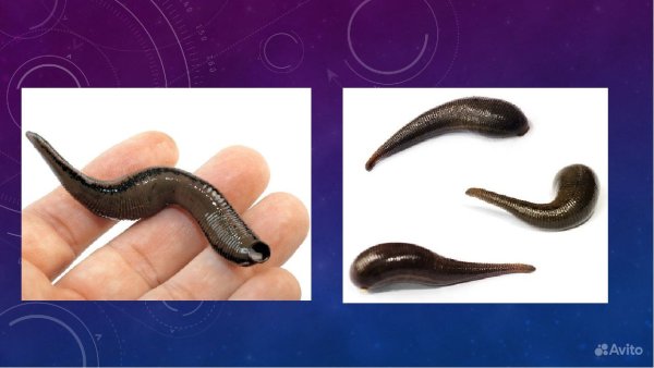 Игрушечная пиявка
