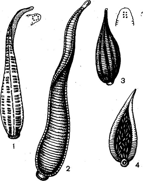 Кольчатые черви медицинская пиявка