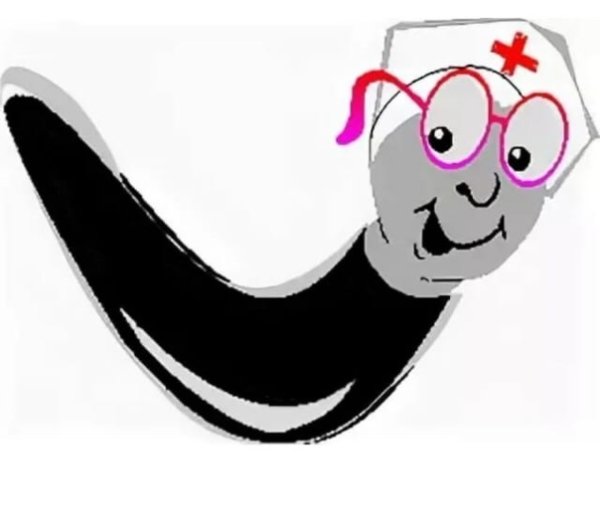 Пиявка на прозрачном фоне