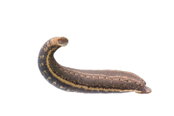 Восточная пиявка Hirudo medicinalis orientalis