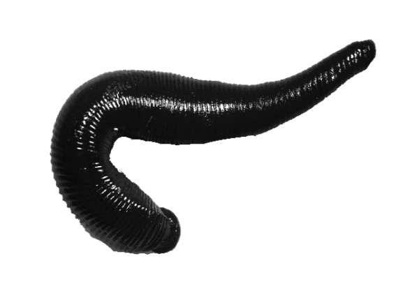 Пиявка на белом фоне