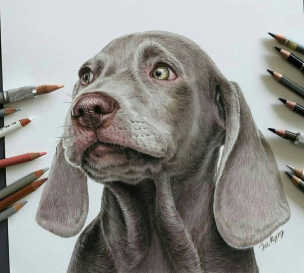 Рисовать живые рисунки