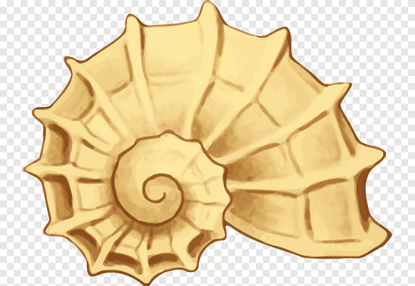 Ракушки мультяшные