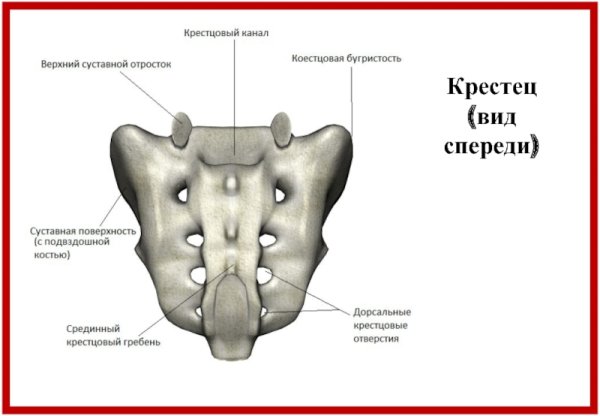 Позвонки анатомия человека крестец