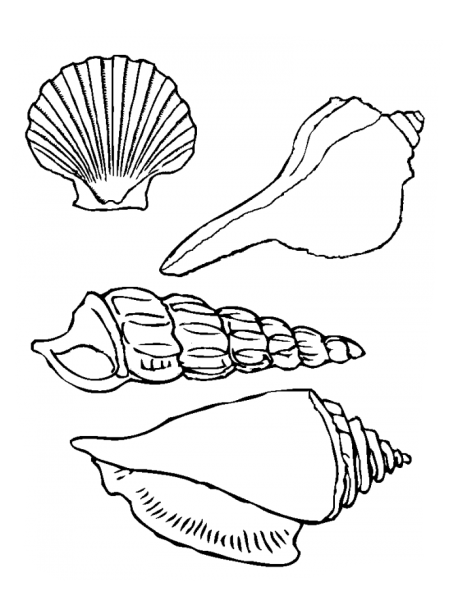 Ракушка контур