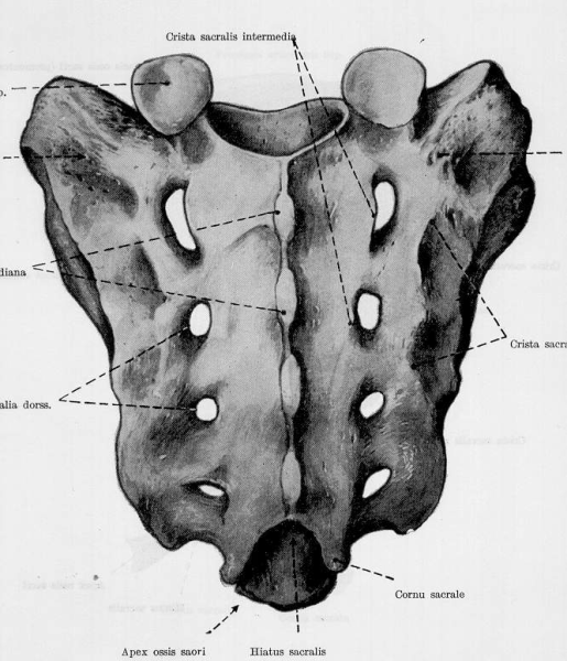 Крестец крестцовые позвонки