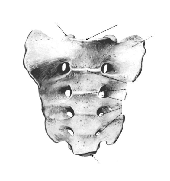 Крестец анатомия вид спереди
