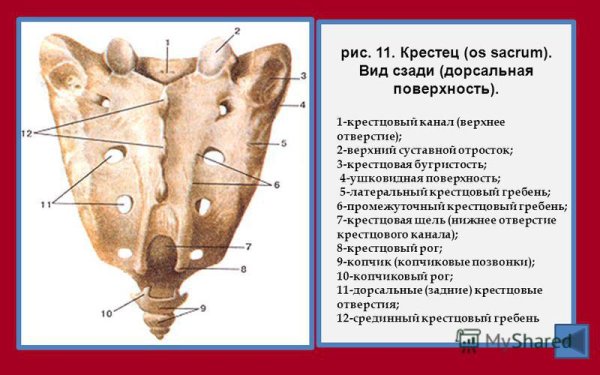Строение крестца вид спереди
