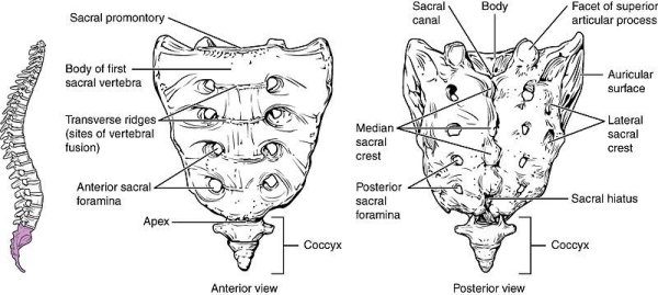 Строение крестца рисунок