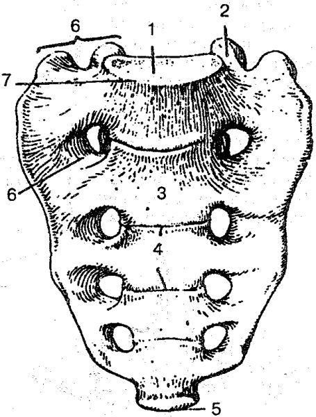 Крестец крестцовые позвонки