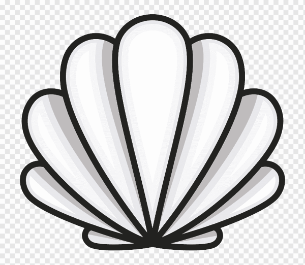 Зарисовки ракушек