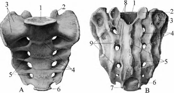 Крестец анатомия Синельников