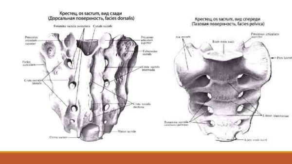 Строение задней поверхности крестца