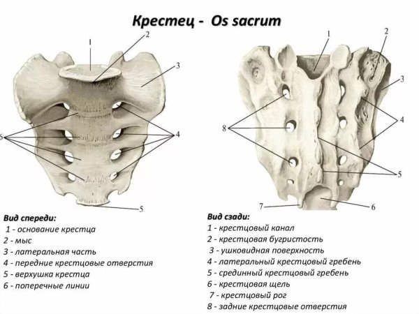 Строение крестца сзади