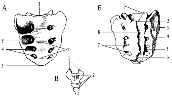 Крестец анатомия схема