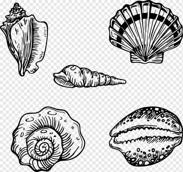 Нарисовать ракушку