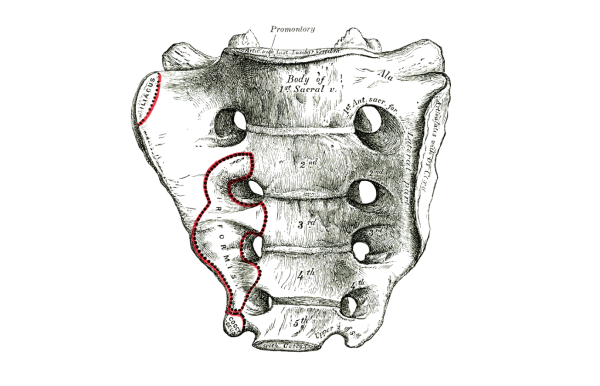 Мыс крестца анатомия