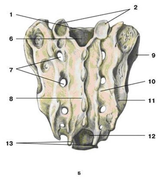 Крестец строение анатомия