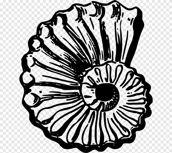 Зарисовки ракушек