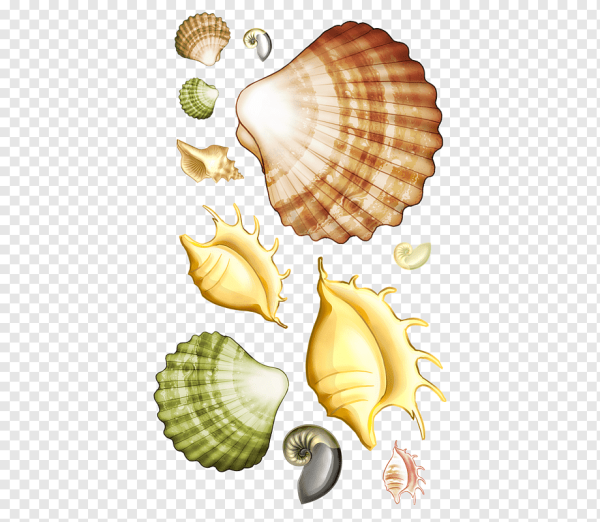 Морская Ракушка вектор