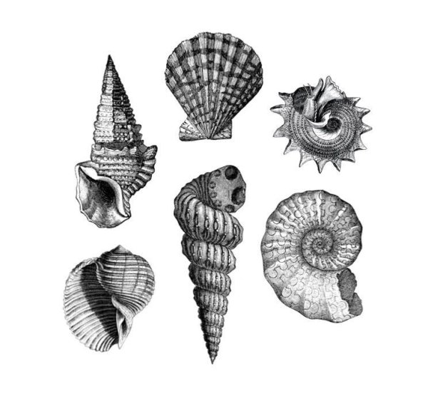Зарисовки ракушек