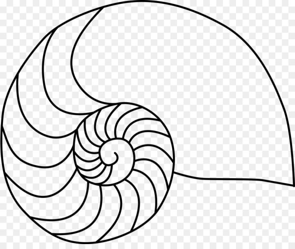 Ракушка карандашом