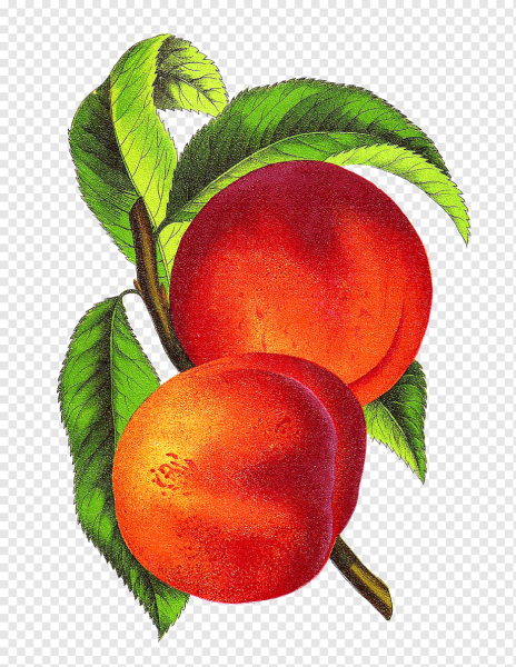 Нектарин рисунок