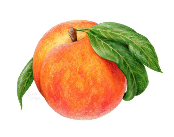 Персик цветными карандашами