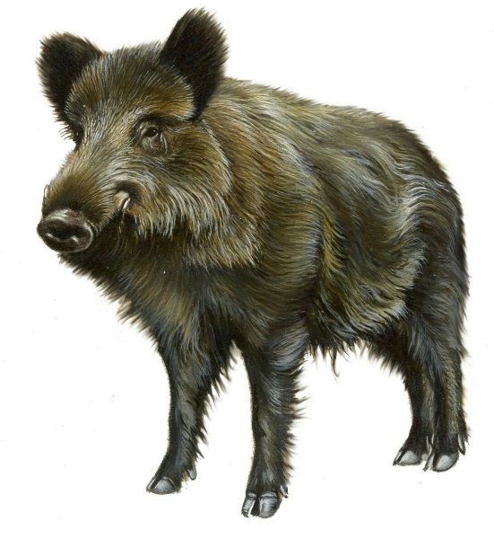 Вепрь животное