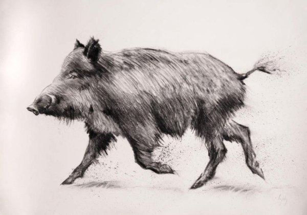 Кабан карандашом