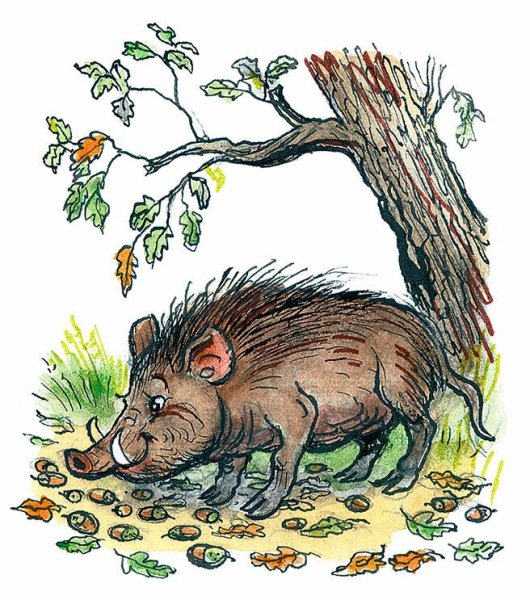 Кабан рисунок