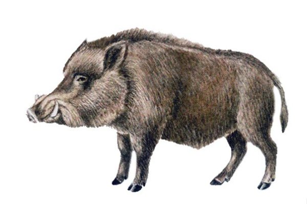 Кабан мультяшный