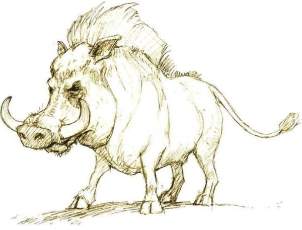Кабан рисунок