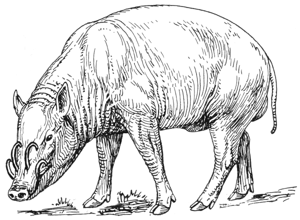 Нарисовать кабана