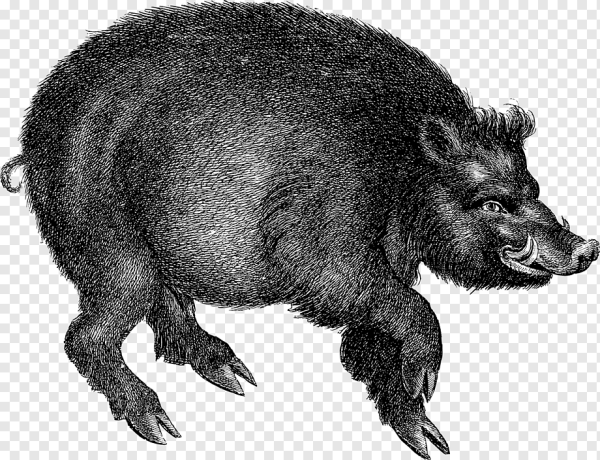 Кабан мультяшный